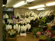 「みどり花園」　（東京都目黒区）の花屋店舗写真2